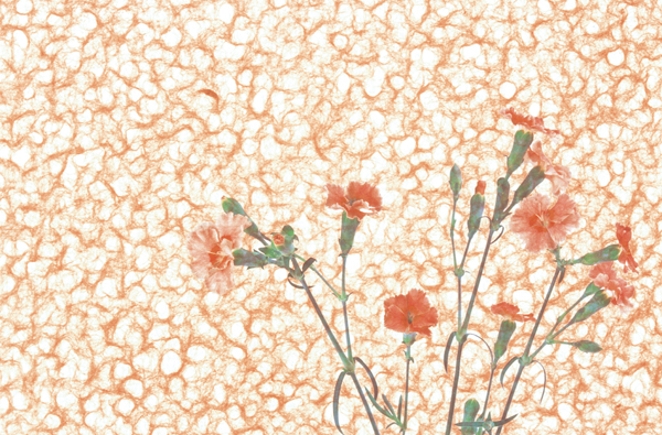 FLOWER ROSE`FR 47